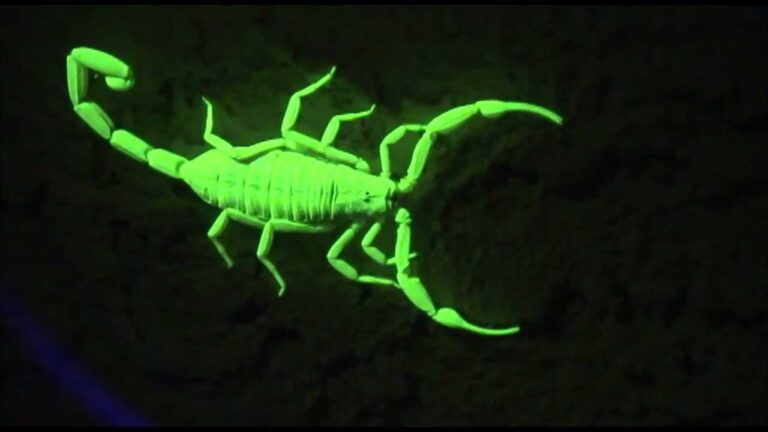 UV Light and Scorpion Fluorescence